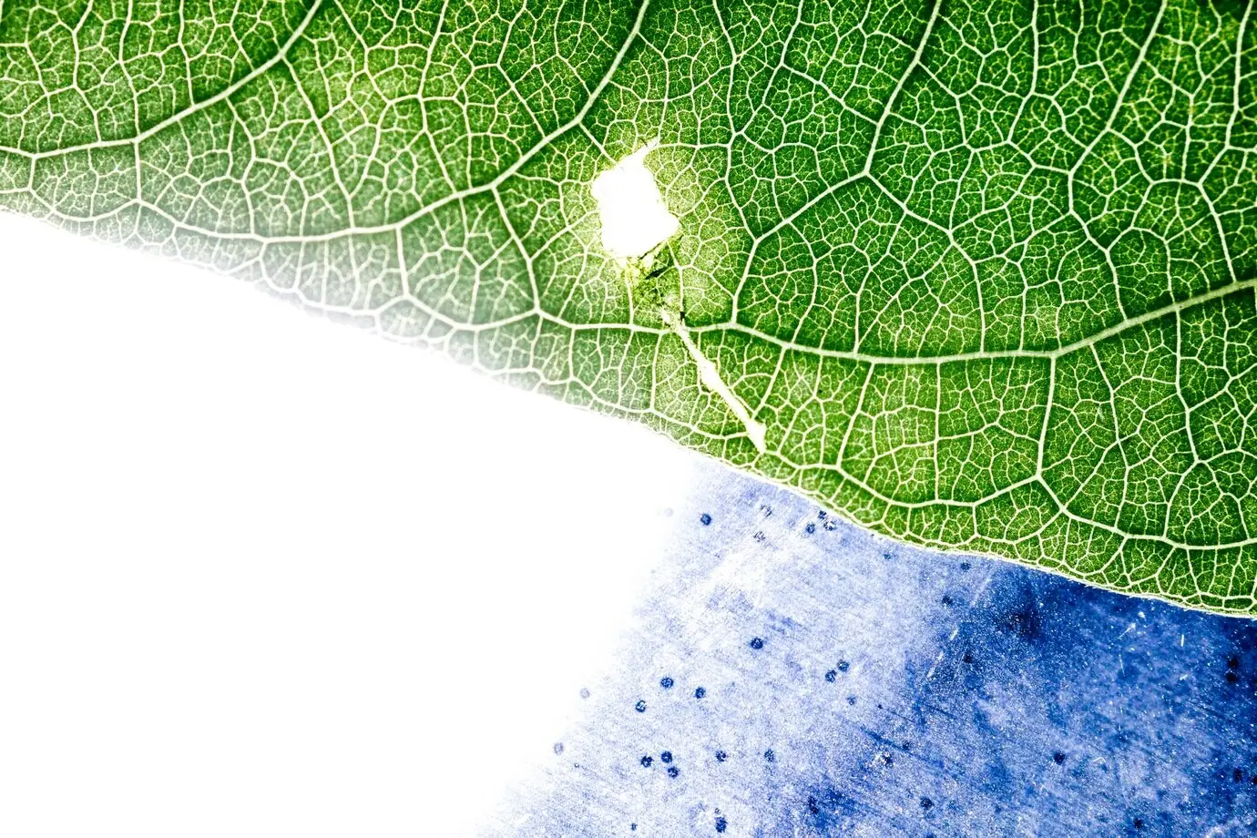 Detailansicht eines grünen Blattes